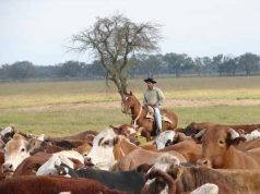 Salta: la expansión ganadera empieza a tomar forma 🔊