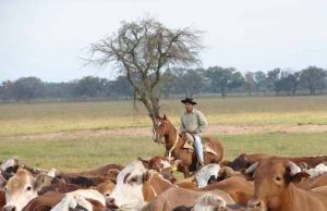 Salta: la expansión ganadera empieza a tomar forma 🔊
