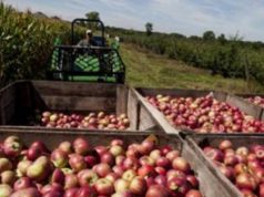 Peras y manzanas: Argentina y México agilizan el comercio