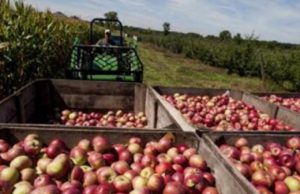 Peras y manzanas: Argentina y México agilizan el comercio