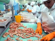 El langostino argentino obtiene certificación internacional