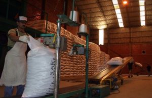 Buen desempeño de la yerba mate en mercado interno y externo