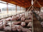 Filipinas acepta cueros porcinos argentinos para uso industrial