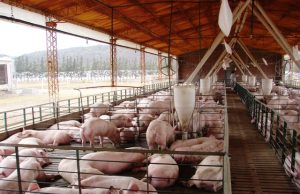 Filipinas acepta cueros porcinos argentinos para uso industrial
