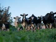 Convocan a una jornada técnica sobre genética en rodeos lecheros