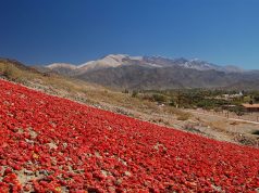 El pimiento argentino se alinea a los estándares del Mercosur