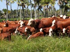 Exposiciones, remates y genética: un año clave para la Braford🔊