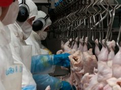 Argentina volvió a exportar productos aviares a Perú y Chile