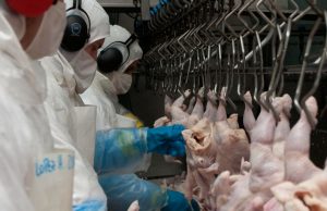 Argentina volvió a exportar productos aviares a Perú y Chile
