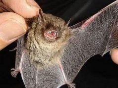 Alerta sanitaria por rabia paresiante en el NEA