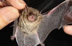 Alerta sanitaria por rabia paresiante en el NEA