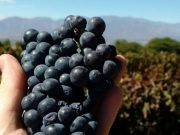 Nueva normativa para el empaque frutícola en origen