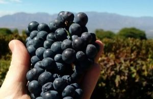 Nueva normativa para el empaque frutícola en origen