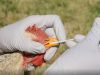 Detectan influenza aviar en producción de huevos en Cordoba