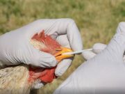 Detectan influenza aviar en producción de huevos en Cordoba