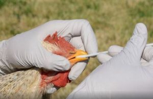 Detectan influenza aviar en producción de huevos en Cordoba