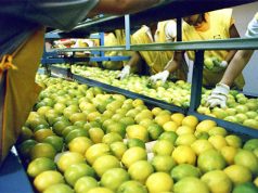 Fuerte repunte de las exportaciones del complejo limonero