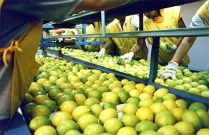 Fuerte repunte de las exportaciones del complejo limonero