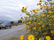 Salta: capacitan sobre los riesgos y controles del Pasto cubano