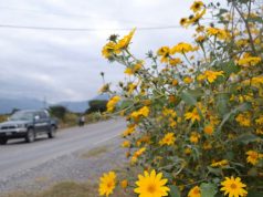 Salta: capacitan sobre los riesgos y controles del Pasto cubano