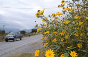 Salta: capacitan sobre los riesgos y controles del Pasto cubano