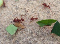 Control de hormigas: cómo evitar daños irreversibles en cultivos🔊