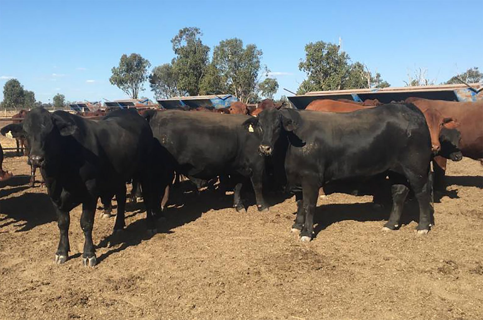 Comportamiento del Brangus en feedlot AgroNoa