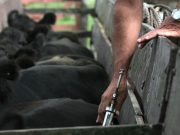 Aftosa: el campo en alerta por modificaciones en la vacunación