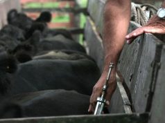 Aftosa: el campo en alerta por modificaciones en la vacunación