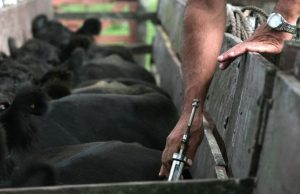 Aftosa: el campo en alerta por modificaciones en la vacunación