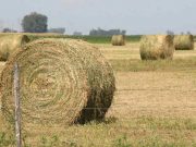 Crean la Mesa Nacional de la Alfalfa para potenciar la producción