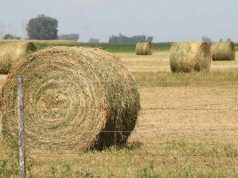 Crean la Mesa Nacional de la Alfalfa para potenciar la producción
