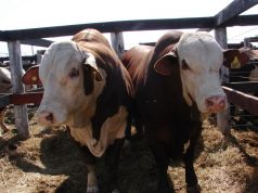 La ganadería consolida un nuevo piso de precios a inicios de año