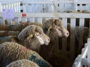 Refuerzan la sanidad ovina en exposiciones y remates