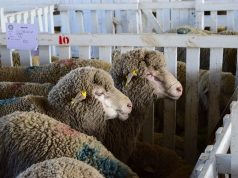 Refuerzan la sanidad ovina en exposiciones y remates