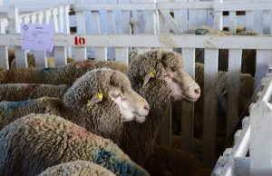 Refuerzan la sanidad ovina en exposiciones y remates