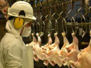 Se reabrió el mercado japonés para la avicultura argentina