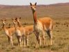 Salta: buscan fortalecer la producción sustentable de fibra de vicuña