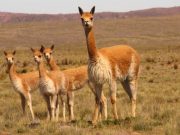 Salta: buscan fortalecer la producción sustentable de fibra de vicuña