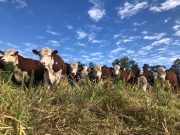 ¿Alcanza con buenos precios para que la ganadería despegue?