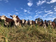 ¿Alcanza con buenos precios para que la ganadería despegue?