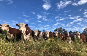 ¿Alcanza con buenos precios para que la ganadería despegue?