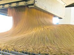 Récord en la molienda de girasol durante marzo