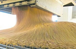 Récord en la molienda de girasol durante marzo