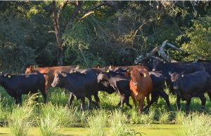Salta: la producción agropecuaria regenerativa tendrá su jornada