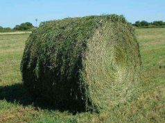 La alfalfa consolida su crecimiento en los mercados externos