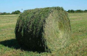 La alfalfa consolida su crecimiento en los mercados externos