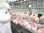 Vuelven los envíos de carne aviar a Europa