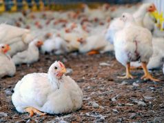 Influenza aviar: Argentina recuperó el estatus sanitario