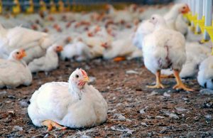 Influenza aviar: Argentina recuperó el estatus sanitario